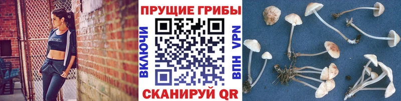 Псилоцибиновые грибы Psilocybe  как найти закладки  Павловская 